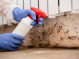 Reliable Makawao, HI Mold Removal Services Solutions